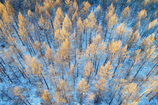 航拍雪域树林雪景