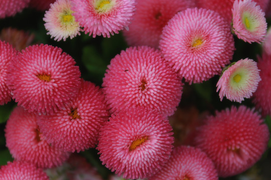 雏菊