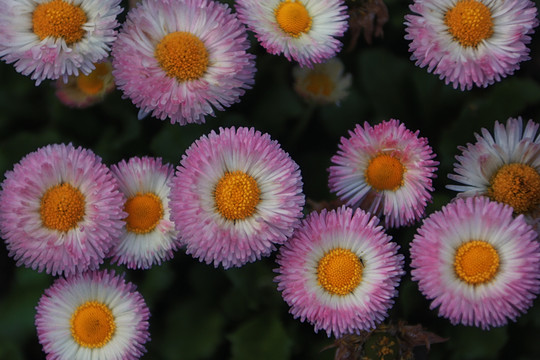 公园雏菊