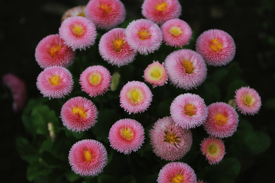 雏菊