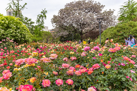 月季花田