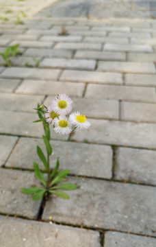 石头缝里的野花