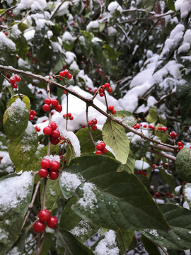 雪中红果