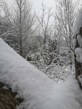 雪景树木