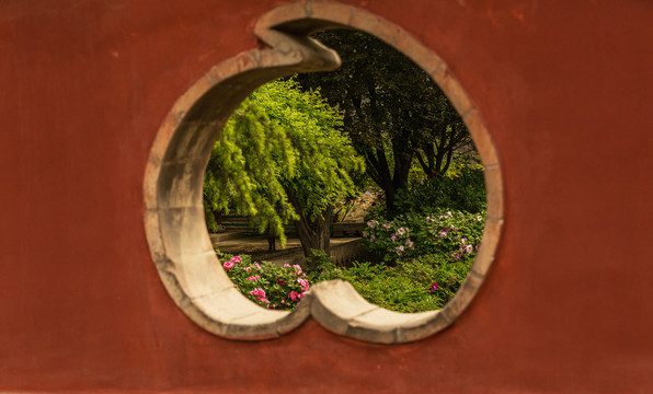 中国山西太原市永祚寺牡丹