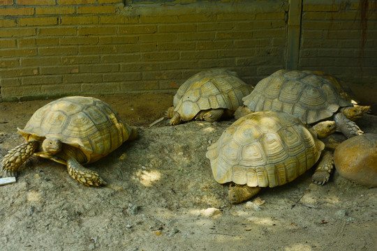 一群乌龟