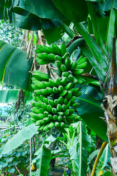 香蕉芭蕉树