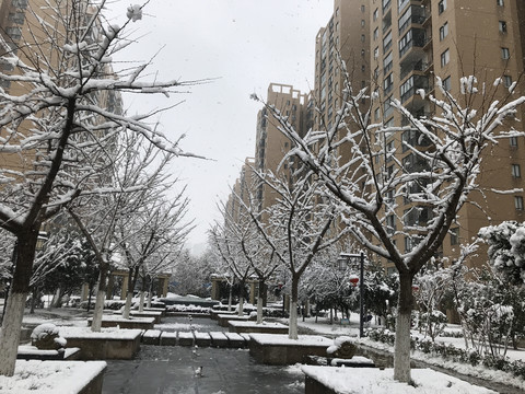 小区雪景