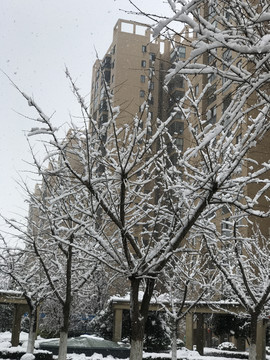 雪景