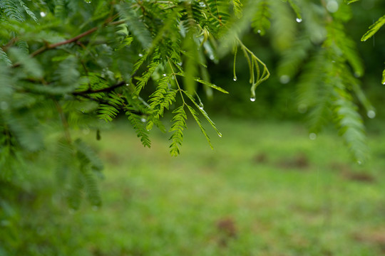 下雨天的树叶