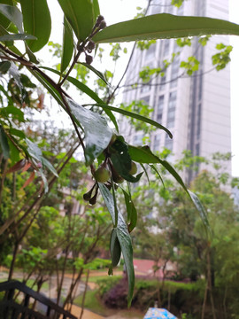 雨后高楼桂花果