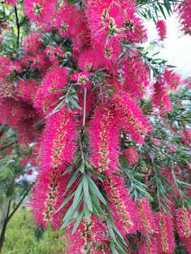 垂枝红千层花