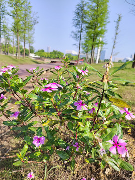 桑格花水杉