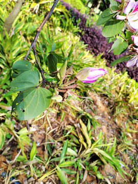 洋紫荆花