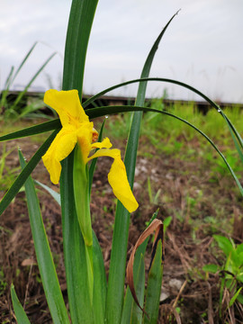 黄菖蒲