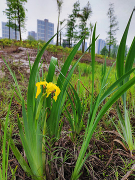 黄菖蒲花