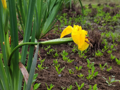 黄菖蒲花