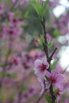 桃花