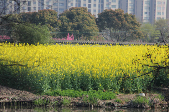 油菜花