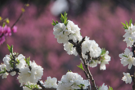 桃花