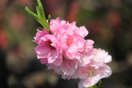 桃花村