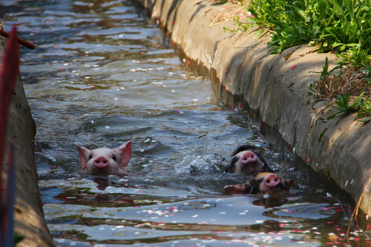 小猪游水