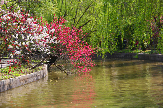 桃花村