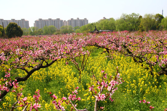 桃花