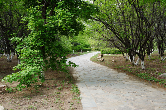 春天植物园公园石板路