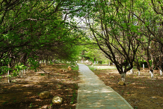 春天植物园公园石板路