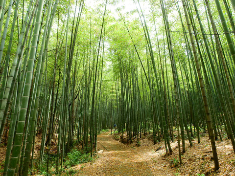 天花井森林公园竹林