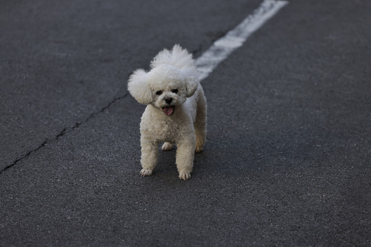 比熊犬