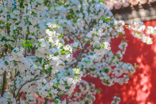 海棠花