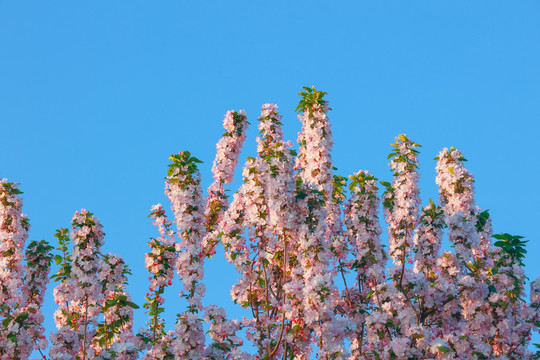 樱花树