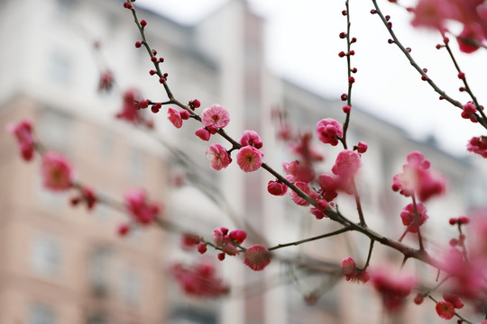 红梅盛开梅花红色梅花