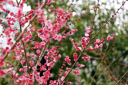 红梅盛开梅花红色梅花