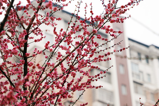 红梅盛开梅花红色梅花