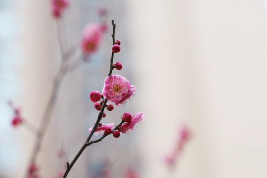 红梅盛开梅花红色梅花