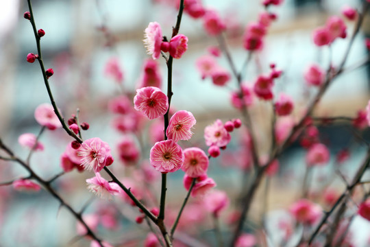 红梅盛开梅花红色梅花