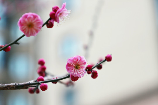 梅花小区红梅红色梅花盛开