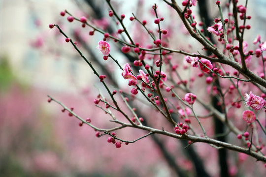 梅花小区红梅红色梅花盛开