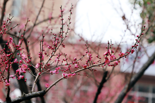 梅花小区红梅红色梅花盛开