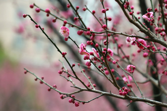 梅花小区红梅红色梅花盛开