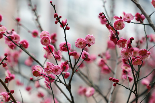 梅花小区红梅红色梅花盛开