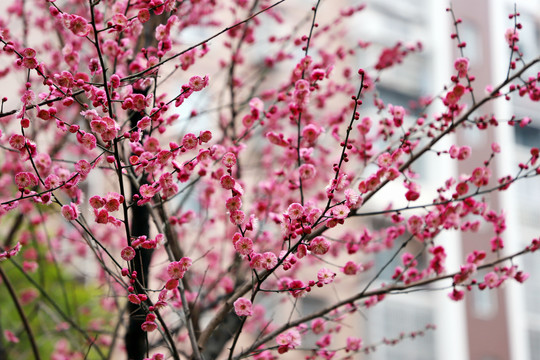 梅花小区红梅红色梅花盛开