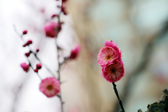 梅花小区红梅红色梅花盛开