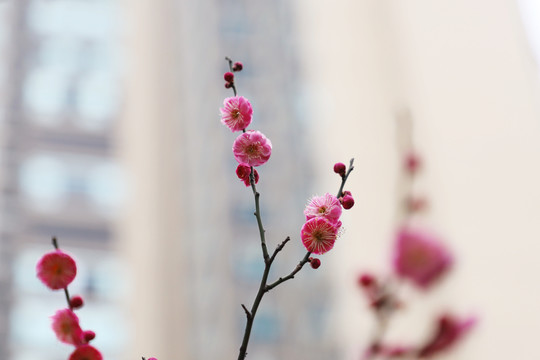 梅花小区红梅红色梅花盛开