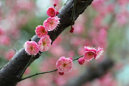 梅花小区红梅红色梅花盛开