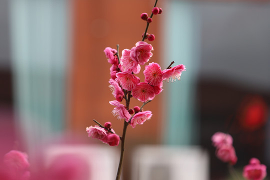 红梅盛开红色梅花春天盛开