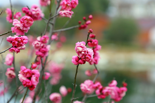 红梅盛开红色梅花春天盛开